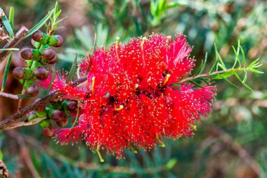 Melaleuca fulgens (kırmızı) genellikle kırmızı bal mersin çiçeği olarak bilinen Avustralya çiçek çalısı bitkisi. 