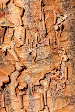 Acer griseum turuncu ağaç kabuğu makro kaplama doku arka planı genellikle Paperbark Maple olarak bilinir.