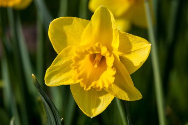 Bahar mevsiminde açık havada yetişen nergis (narcissus).