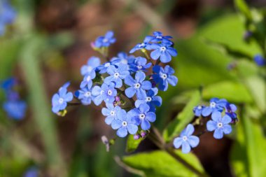 Brunnera makrophylla, Sibirya böceği ilacı olarak bilinen bir bahar mavisi daimi çiçek bitkisi.