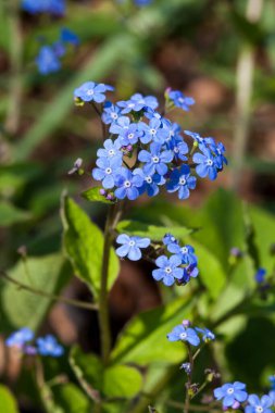 Brunnera macrophylla a spring blue perennial flower plant commomly known as Siberian bugloss or great forget me not clipart