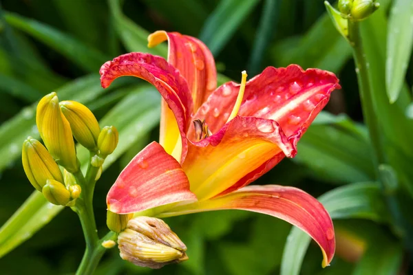 Hemerocallis Una Planta Con Flores Primavera Comúnmente Conocida Como Daylily —  Fotos de Stock