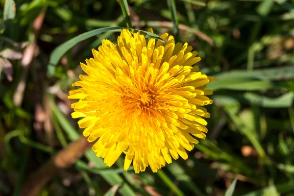 Flor Dente Leão Uma Erva Daninha Teimosa Amarela Comumente Conhecida — Fotografia de Stock