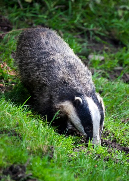 Badger Yang Merupakan Hewan Liar Hitam Dan Putih Makan Hutan — Stok Foto
