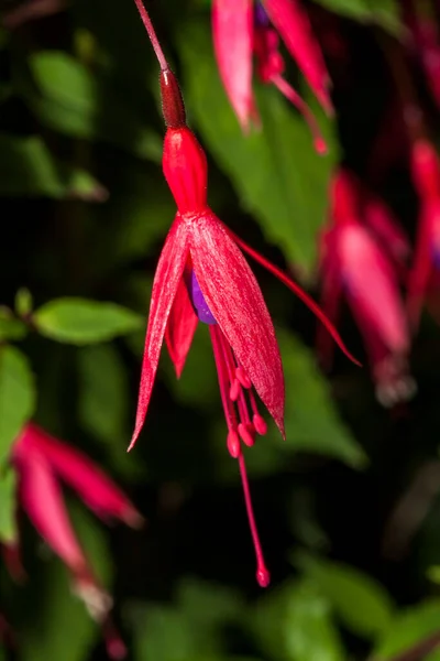 Fuchsia Ένα Κόκκινο Ροζ Ποώδες Πολυετές Λουλούδι Θάμνος Φυτό — Φωτογραφία Αρχείου