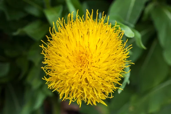 一种黄色的菊花 俗称为Bighead Knapweed Armenian Basket Flower和Globe Centaurea — 图库照片