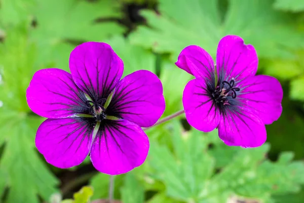 ゼラニウム Ann Folkard 一般的にクランセビルとして知られているマゼンタの草本春の夏の花の植物 — ストック写真