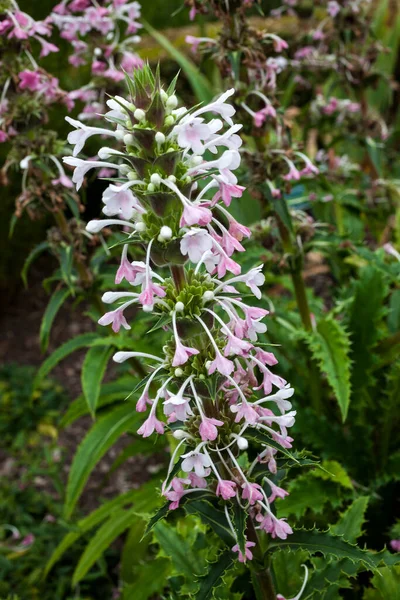 Morina Longifolia Pink White Evergreen Summer Flower Plant Commonly Known — Stock Photo, Image
