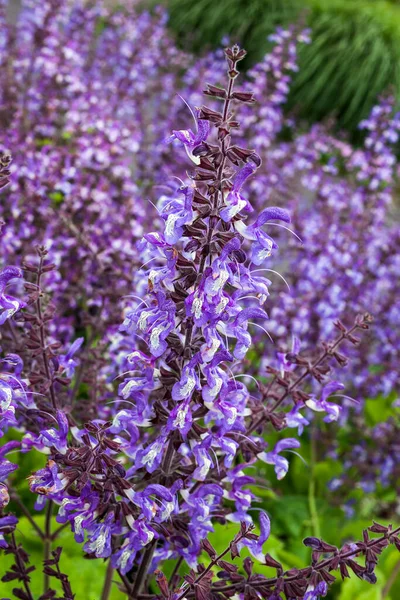 紅紫色の多年生の夏の秋の花植物で 一般的に藍の木のセージとして知られています — ストック写真