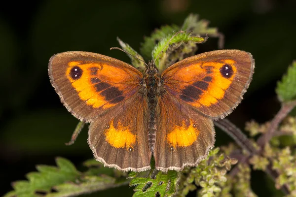Gatekeeper Butterfly Pyronia Tithonus Vulgarmente Conhecido Como Hedge Brown — Fotografia de Stock