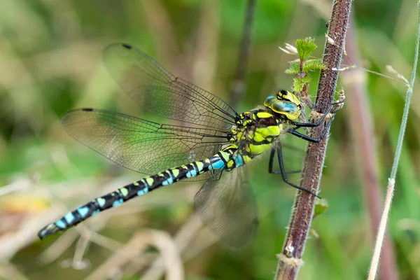 Southern Hawker Dragonfly Aeshna Cyanea Male Autumn — Stock Photo, Image