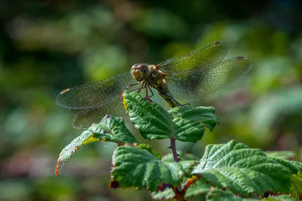 Common Darter Orange Dragonfly One Most Abundant Species Europe — Stock Photo, Image