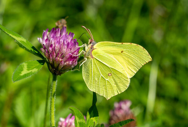 Common Brimstone Butterfly (Gonepteryx rhamni) feeding on a summer flower plant