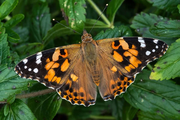 Festett Lady Butterfly Vanessa Cardui Szárnyakkal Kinyújtott Nyugvó Nyári Levél — Stock Fotó