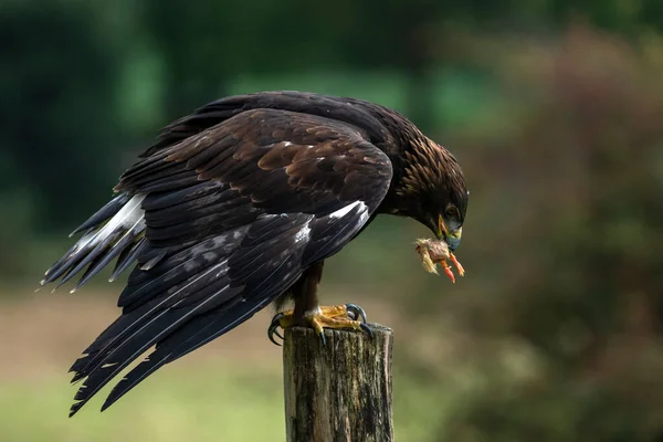 Gouden Adelaar Aquila Chrysaetos Zit Eten Zich Voeden Met Zijn — Stockfoto