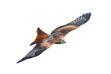 Kırmızı Uçurtma (Milvus milvus) uçuşta kendinden geçti ve beyaz arka planda izole edildi