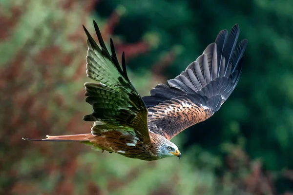 Kite Vermelha Milvus Milvus Voando Com Asas Abertas Voo — Fotografia de Stock