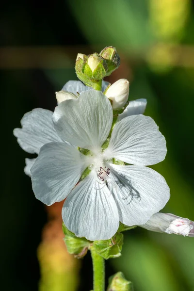 白い夏の花の植物一般的に白として知られているSidalceaカンジダ 草原の芝生の芝生 — ストック写真