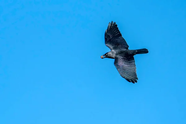 Kraaiduifje Coloeus Monedula Kraai Vogel Vliegen Bevroren Vlucht Met Moer — Stockfoto
