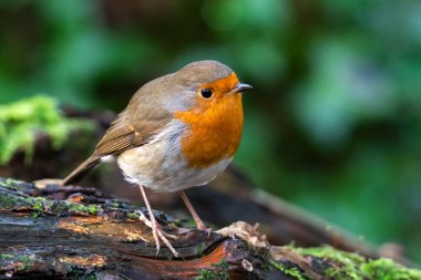 Robin Kızılgöğüs (Erithacus rubecula), genellikle Noel kartlarında bulunan kırmızı ya da turuncu göğüslü bir İngiliz bahçe kuşu.