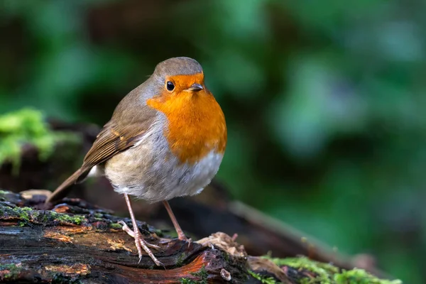 Robin Redbreast Erithacus Rubecula Madár Egy Brit Kerti Énekesmadár Piros — Stock Fotó