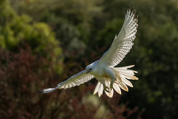 Gyrfalke Falco Rusticolus Ein Weißer Greifvogel — Stockfoto