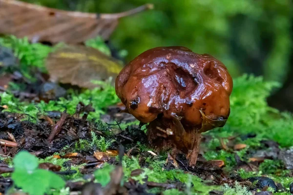 Champignon Champignon Des Bois Souvent Appelé Tabouret Crapaud — Photo