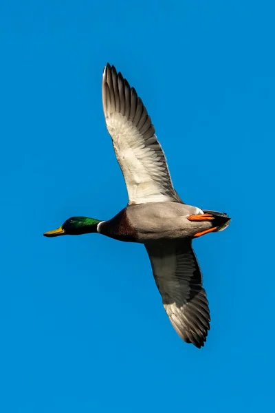 Male Mallard Duck Anus Platyrhynchos Bird Flight Clear Blue Sky — Stock fotografie
