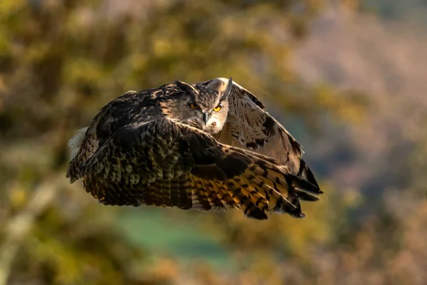 Langohr Eulenvogel Mit Flug Ausgebreiteten Flügeln Und Allgemein Als Waldkauz — Stockfoto