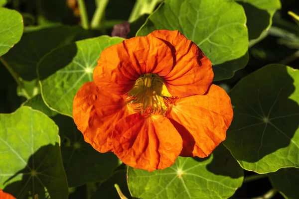 Nasturtium Tropaeolum Πορτοκάλι Ανοιξιάτικο Καλοκαιρινό Λουλούδι — Φωτογραφία Αρχείου