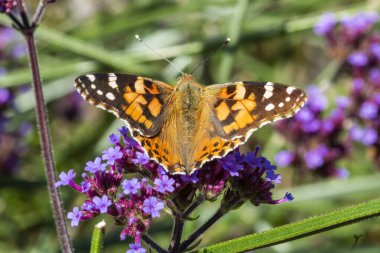 Boyalı Leydi Kelebek (Vanessa Cardui) bir verbena bonariensis çiçeğinin üzerinde uzanan kanatları ile