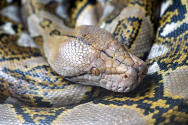 Retiküle edilmiş piton (Malayopython reticulatus) yılanı bazen Royal Python veya Ball Python olarak da bilinir.