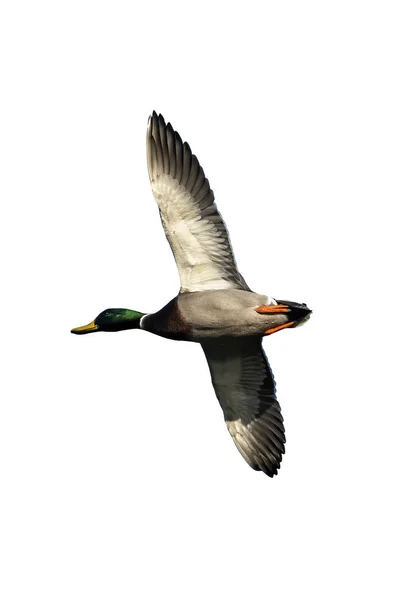 Male Mallard Duck Anus Platyrhynchos Bird Flight Cut Out Isolate — Stock fotografie