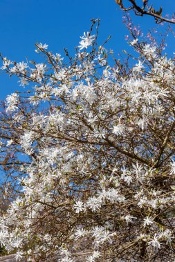 Yıldız manolyası (Magnolia Stellata) bir kış baharı beyaz çiçek çalısı veya küçük ağaç