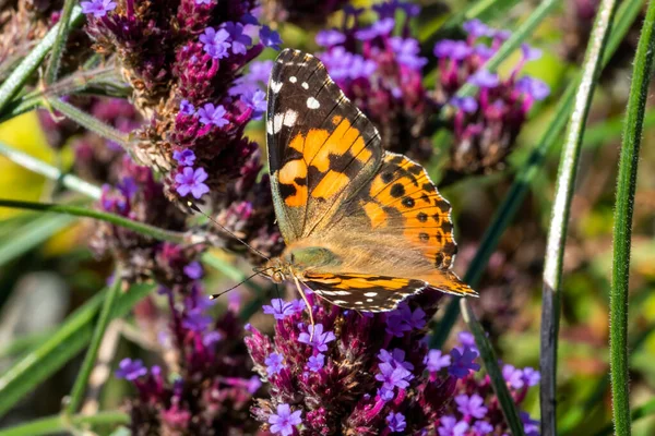 塗装レディー蝶 ヴァネッサCardui とともに翼は Verbena Bonariensisの花で休んで広がっています — ストック写真