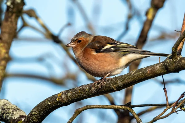 Buchfink Fringilla Coelebs Vogel Hockt Auf Einem Strauchzweig Der Ein — Stockfoto