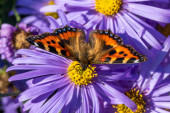 Festett Lady Butterfly (Vanessa cardui) szárnyakkal kifelé pihent egy verbena bonariensis virág