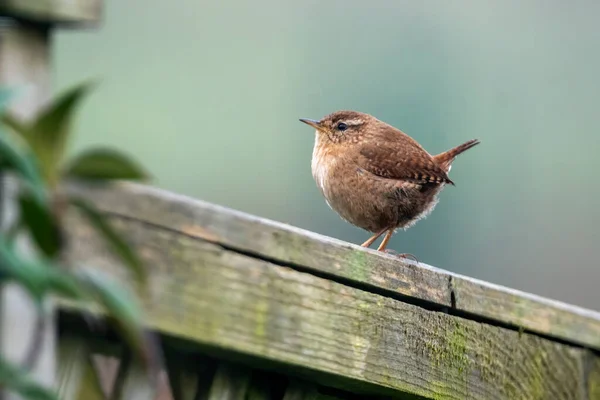 Wren Pássaro Empoleirado Uma Cerca Que Pássaro Jardim Britânico Comum — Fotografia de Stock