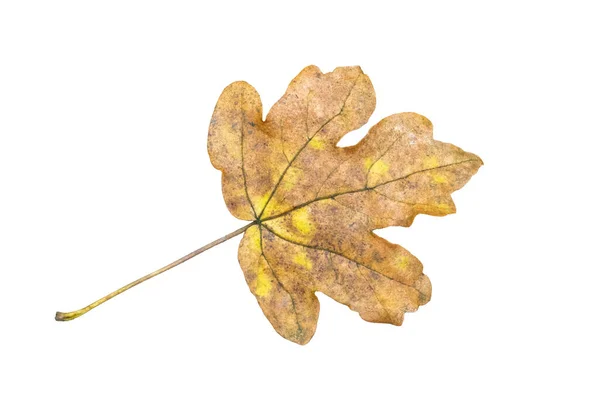 Осенью Листья Вырезаны Изолированы Белом Фоне — стоковое фото
