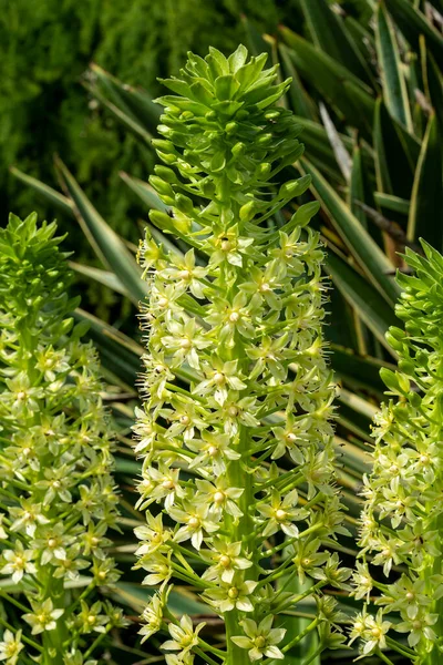 Eucomis Montana Late Summer Autumn Green Flower Plant Commonly Known — Stock Photo, Image