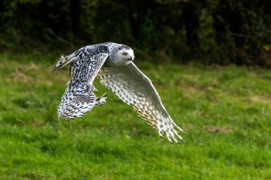 Karlı baykuş, Bubo scaniacus uçarken kanatları açık, çayır otlakları arasında alçaktan uçuyor. 