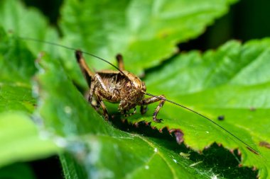 Pholidoptera griseoaptera (Dark Bush Cricket) çayırlarda ve bahçelerde bulunan yaygın bir kahverengi böcek türü.