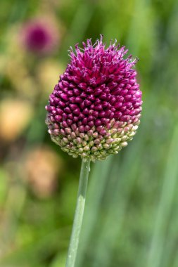 Allium sphaerocephalon. Mor bahar çiçeği. Uzun ömürlü ampul. Baston olarak da bilinir.