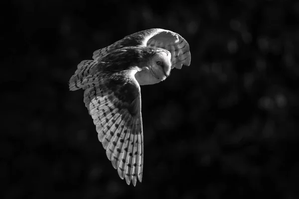 Common Barn Owl Tyto Alba Open Wings Spread Flight Flying — Stock Photo, Image