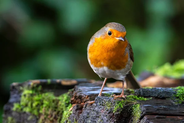 Robin Roodborst Erithacus Rubecula Vogel Een Britse Europese Tuin Zangvogel — Stockfoto