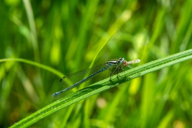 Azure Damselfly, Coenagrion puella. Uçan mavi dişi böcek türü. Tıpkı yusufçuk sineği gibi.