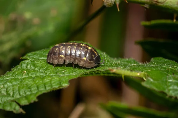 Pidocchio Scrofa Bug Abbondante Innocuo Specie Insetti Woodlice Trovato Nel — Foto Stock