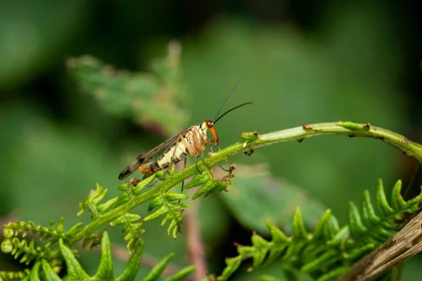 Common Scorpion Fly Panorpa Communis Abundant Harmless Insect Species Found — Stock Photo, Image