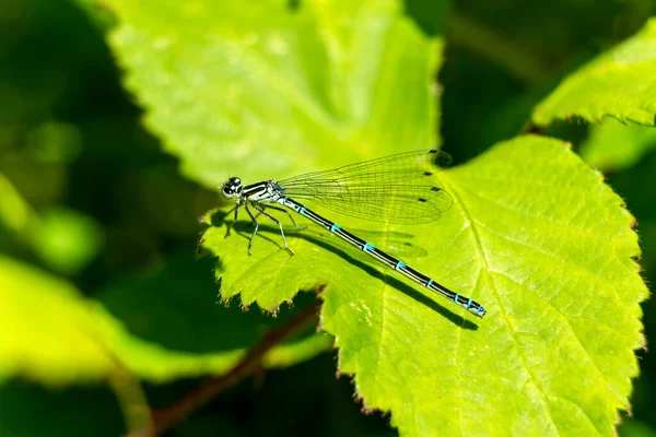Azure Damselfly Coenagrion Puella Common Flying Blue Female Insect Species — Stock Photo, Image