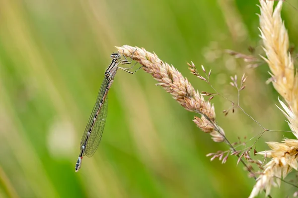 Common Blue Damselfly Enallagma Cyathigerum Immature Female Common Flying Insect — Stock Photo, Image